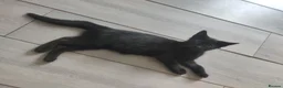 Domestic Shorthair cats for sale: Black kittens available  - Advert 12