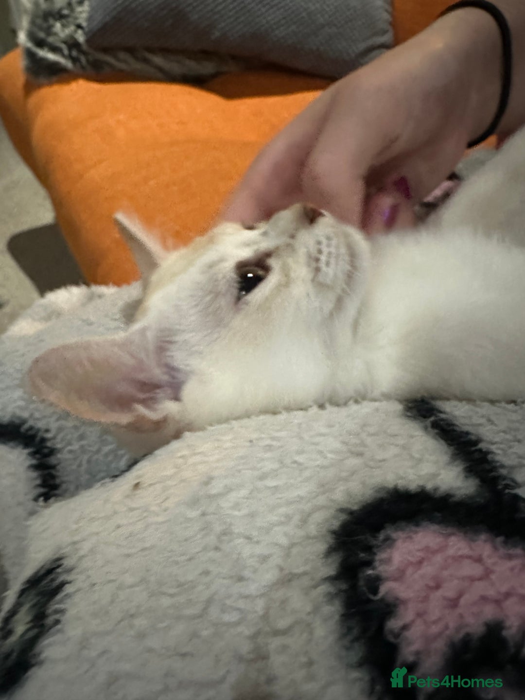 Asian cats for sale: GCCF reg Pedigree Kittens  - Image 1