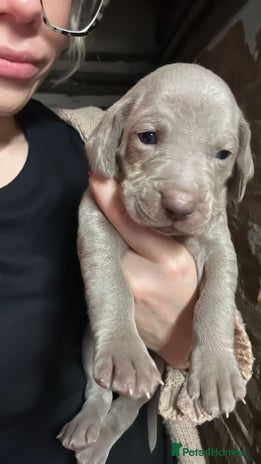 Weimaraner dogs - Advert 5