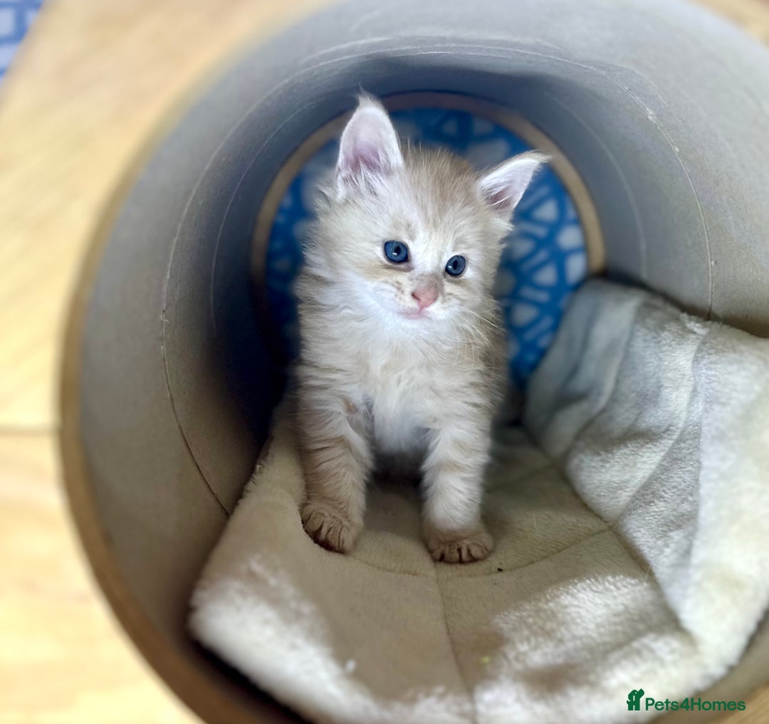 Maine Coon cats for sale: A litter of 7 Beautiful Maine coon kittens - Advert 8