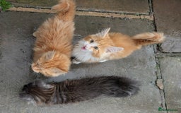 Maine Coon cats for sale: SHOW STANDARD MAINE COONS - Image 4