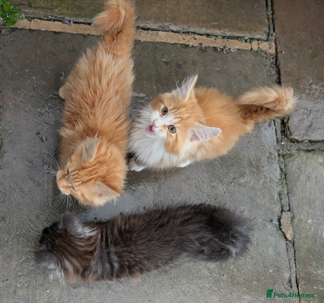 Maine Coon cats for sale: SHOW STANDARD MAINE COONS - Image 4