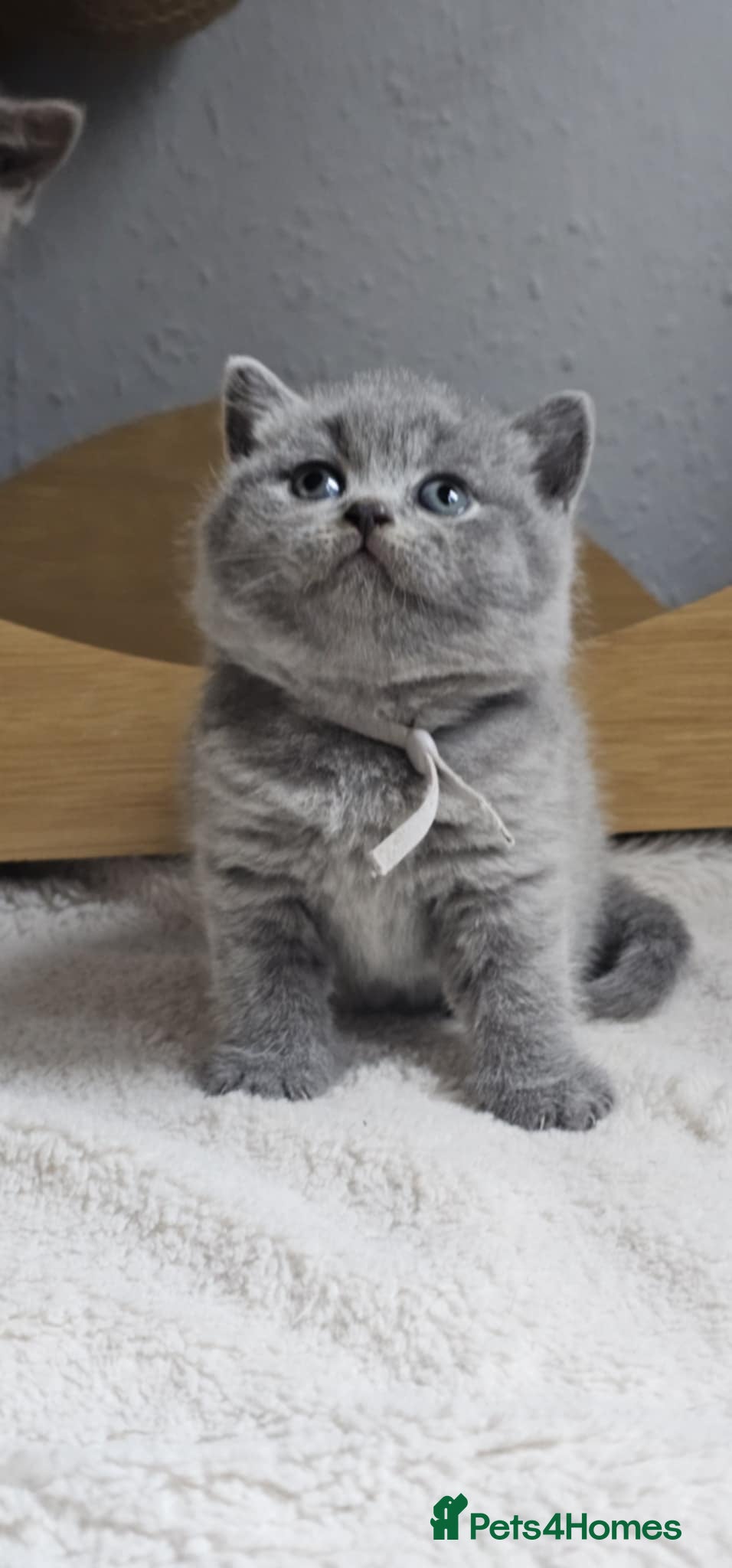 British Shorthair cats British Shorthair Kittens for Sale 🐾 - Advert 17