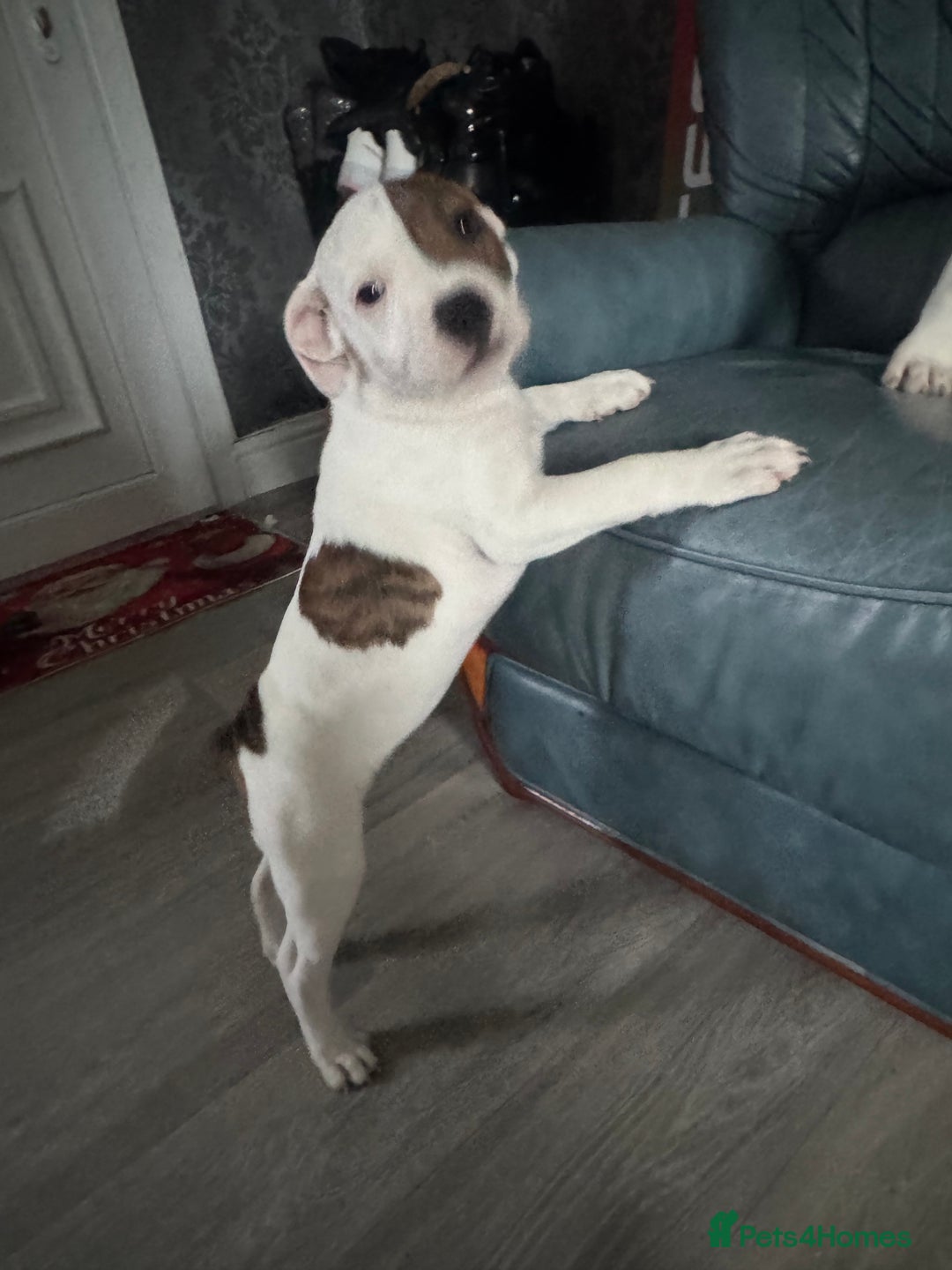 Staffordshire Bull Terrier dogs for sale: Staffordshire puppies  - Advert 11