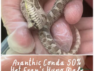 Snake reptiles Baby snakes for sale!! - Advert 4