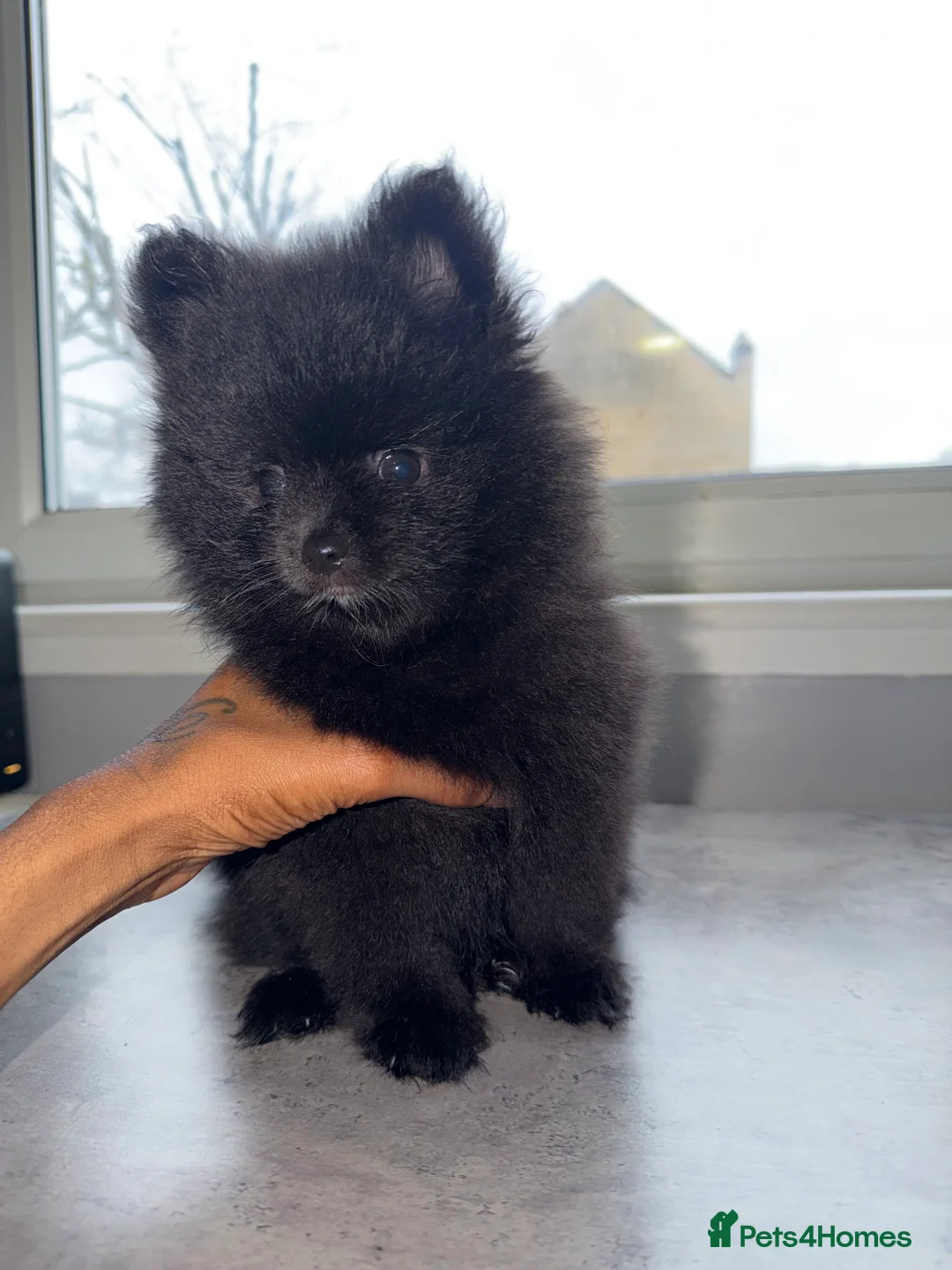 Pomeranian dogs for sale: 2 Black Male Pomeranian Puppy’s  - Advert 2