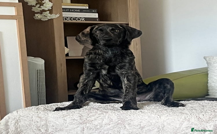 Mixed Breed dogs - Advert 15