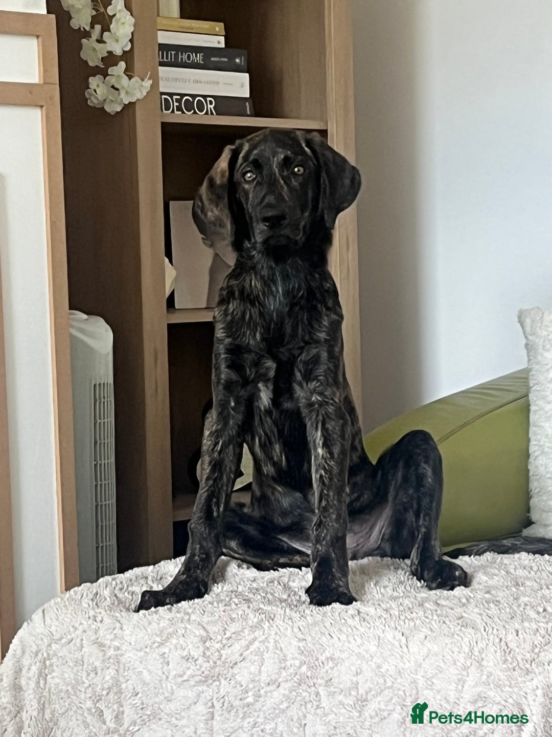 Mixed Breed dogs for sale: Kaizou  - Image 1