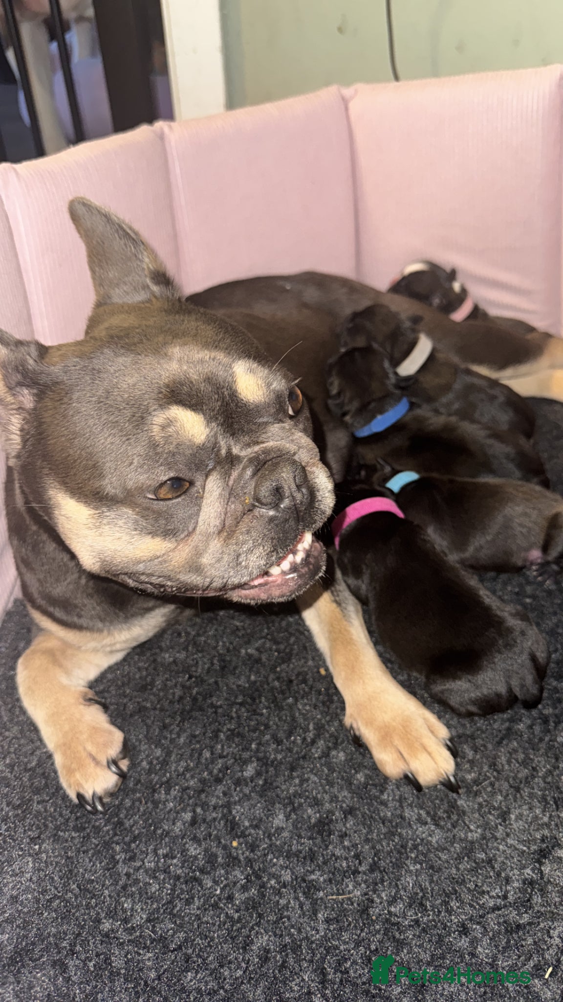 Mixed Breed dogs for sale: 🐾 French Bulldog × Olde English Bulldog Pups 🐾 - Advert 13
