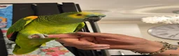 Parrots birds for sale: Amazon parrot in Mansfield - Advert 3