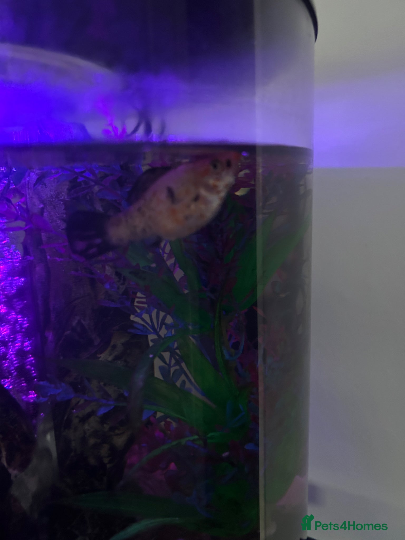 Mollies fish Tank and 2 Mollies for free - Advert 9