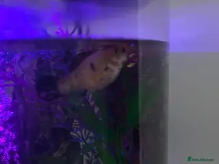 Mollies fish Tank and 2 Mollies for free - Advert 9