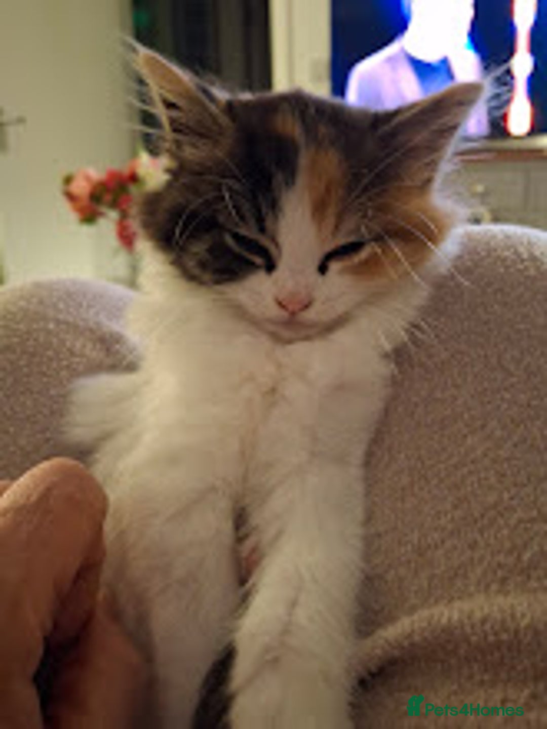 Turkish Angora cats for sale: Beautiful Turkish Angora Calico Female Kitten - Image 4