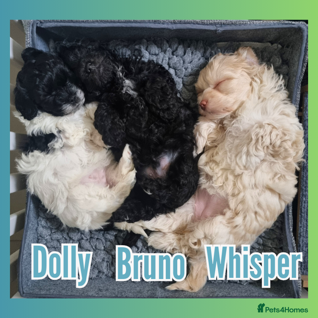 Maltipoo dogs for sale: Family-Raised F2 Toy Maltipoos✨DNA Clear✨Pedigree - Advert 4