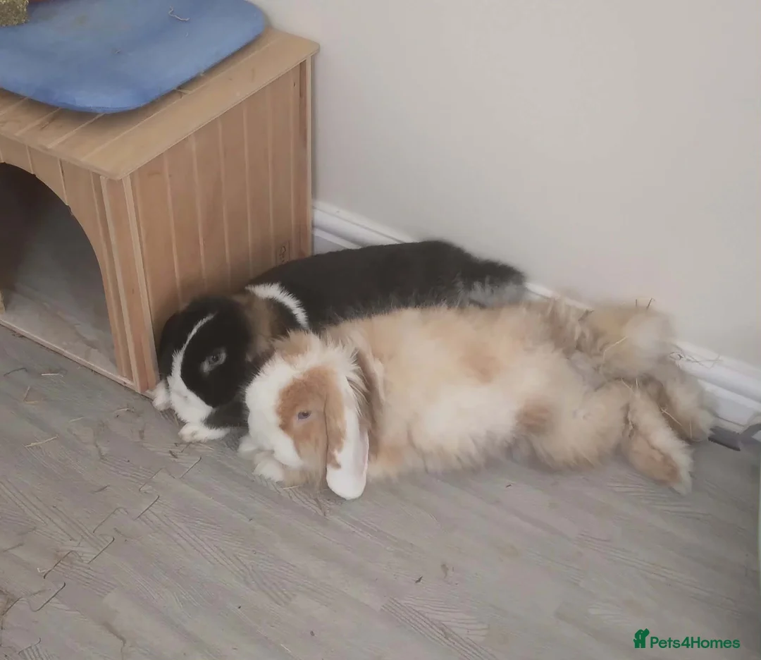 Mini Lop rabbits for sale: 2 bonded Mini Lops & entire indoor set up in Birmingham - Advert 2