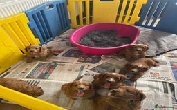 Cockapoo dogs for sale: f1 toy cockerpoo fox red dna tested  - Image 4