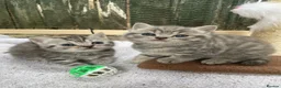 British Shorthair cats for sale: Pedigree British shorthair kittens for sale  - Advert 5