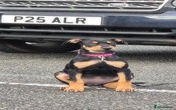 Mixed Breed dogs for sale: Doberman female x puppy - Image 2