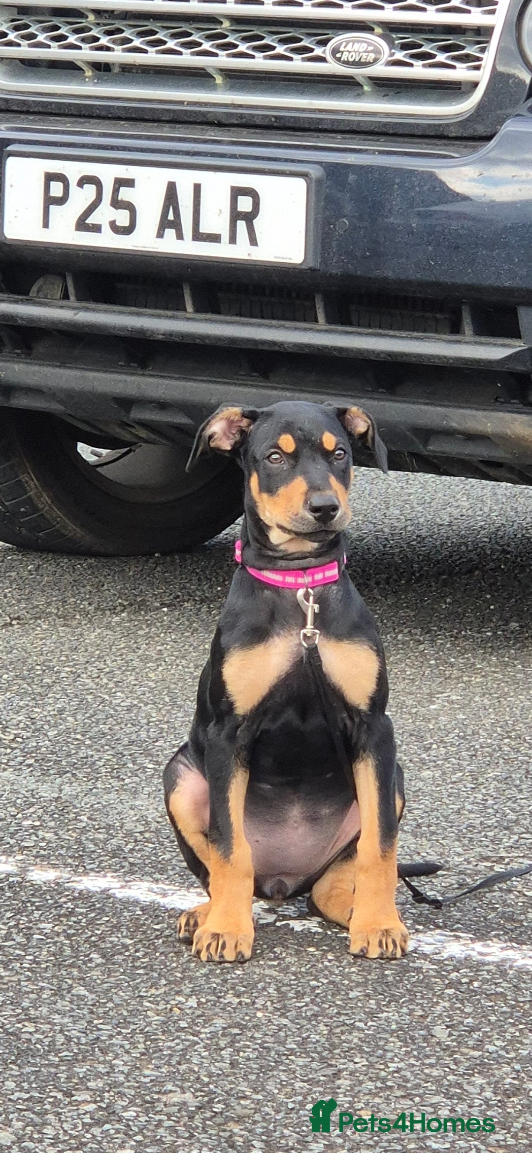 Mixed Breed dogs for sale: Doberman female x puppy - Image 2