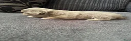 Chihuahua dogs for sale: Gorgeous lilac puppies  - Advert 6
