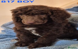 Standard Poodle dogs for sale: KC reg Brown Parti & phantom Standard Poodle pups - Image 22