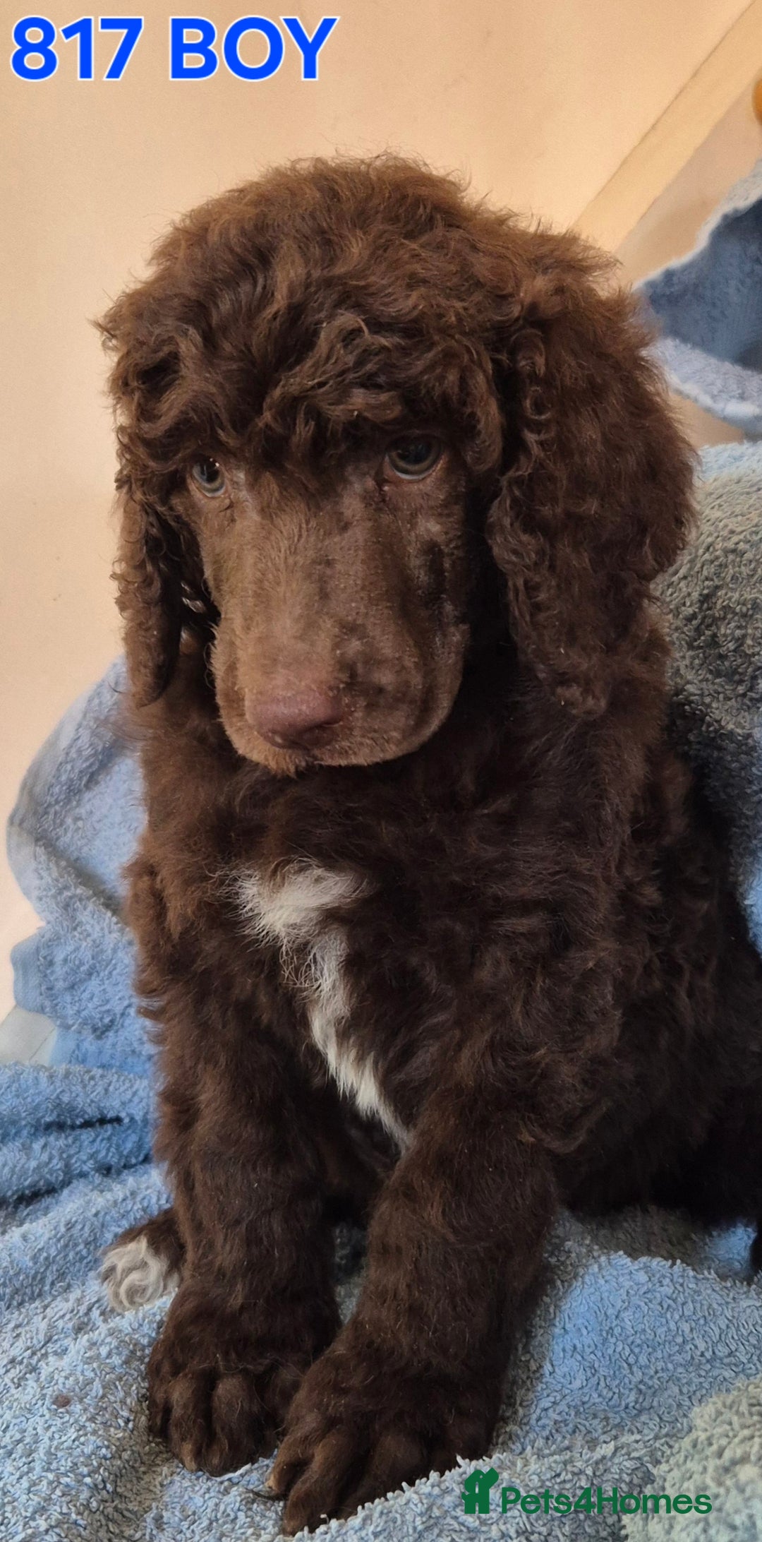 Standard Poodle dogs for sale: KC reg Brown Parti & phantom Standard Poodle pups - Image 22