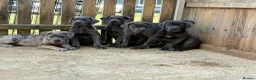 Cane Corso dogs for sale: Cane corso pups ready now - Advert 2