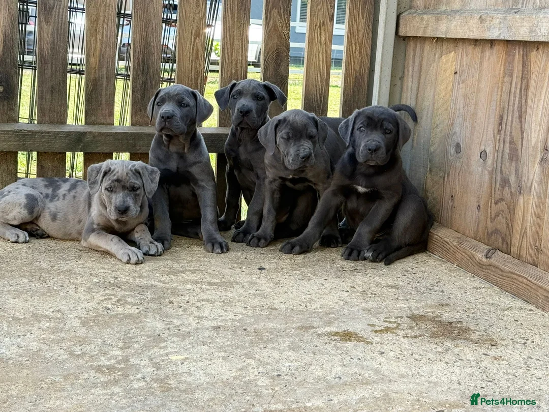 Cane Corso dogs for sale: Cane corso pups ready now - Advert 2