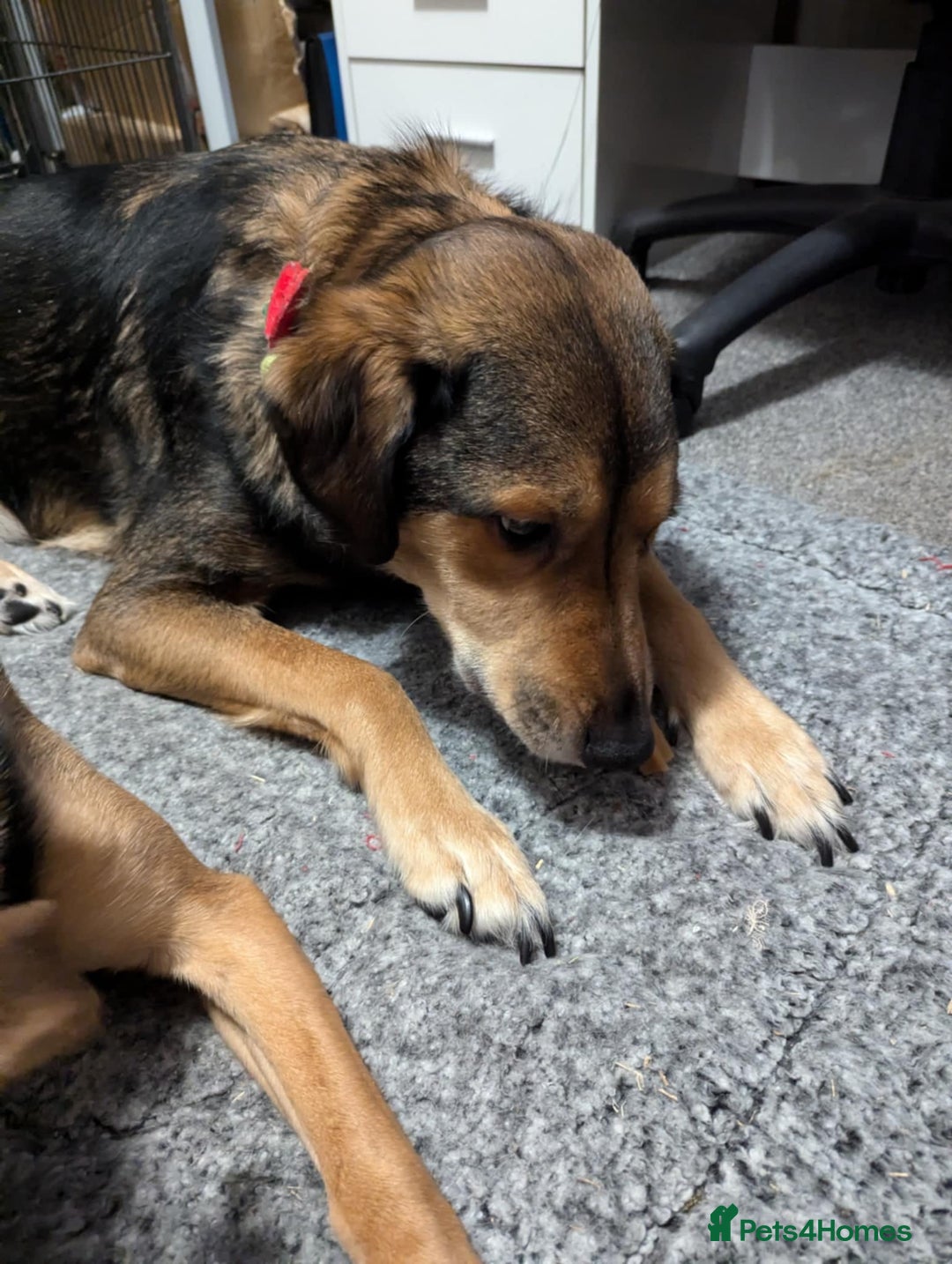 Mixed Breed dogs for adoption: Have you got the dedication to save this soul ? - Image 10