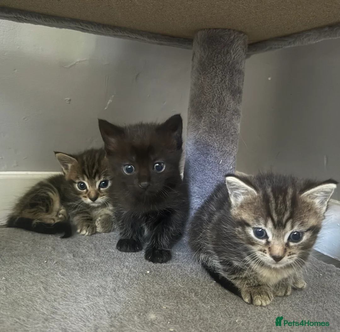 Ragdoll cats for sale: Ragdoll x kittens!  in Hull - Advert 1