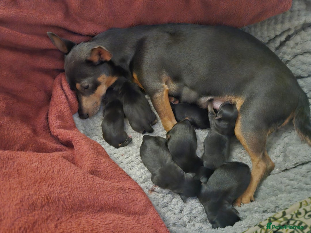 Jack Russell dogs for sale: Gorgeous Chunky Jack Russell Pups for sale - Advert 23