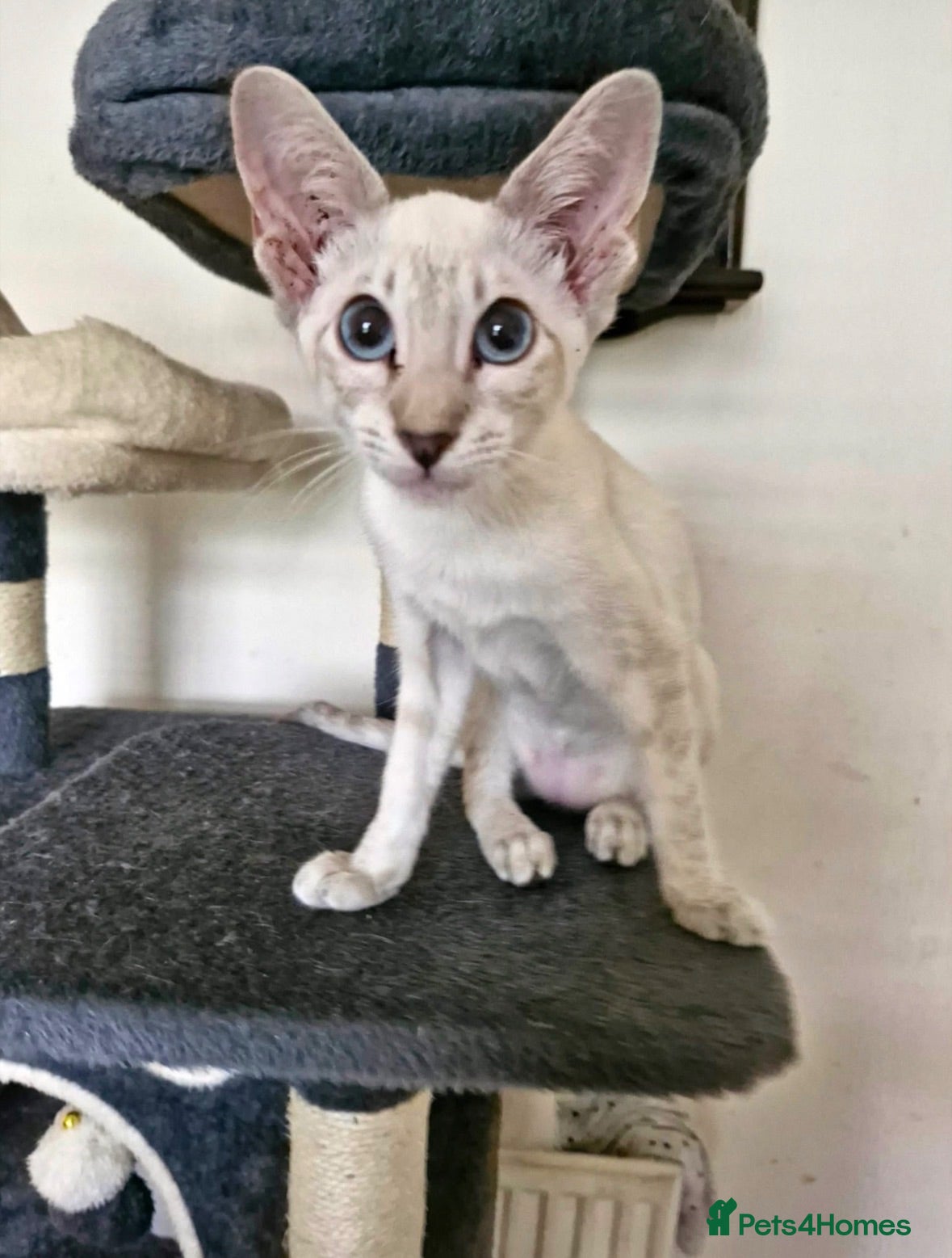 Siamese cats 2 beautiful lynx point Siamese kittens for sale - Advert 1