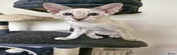 Siamese cats for sale: 2 beautiful lynx point Siamese kittens for sale in Manchester - Advert 1