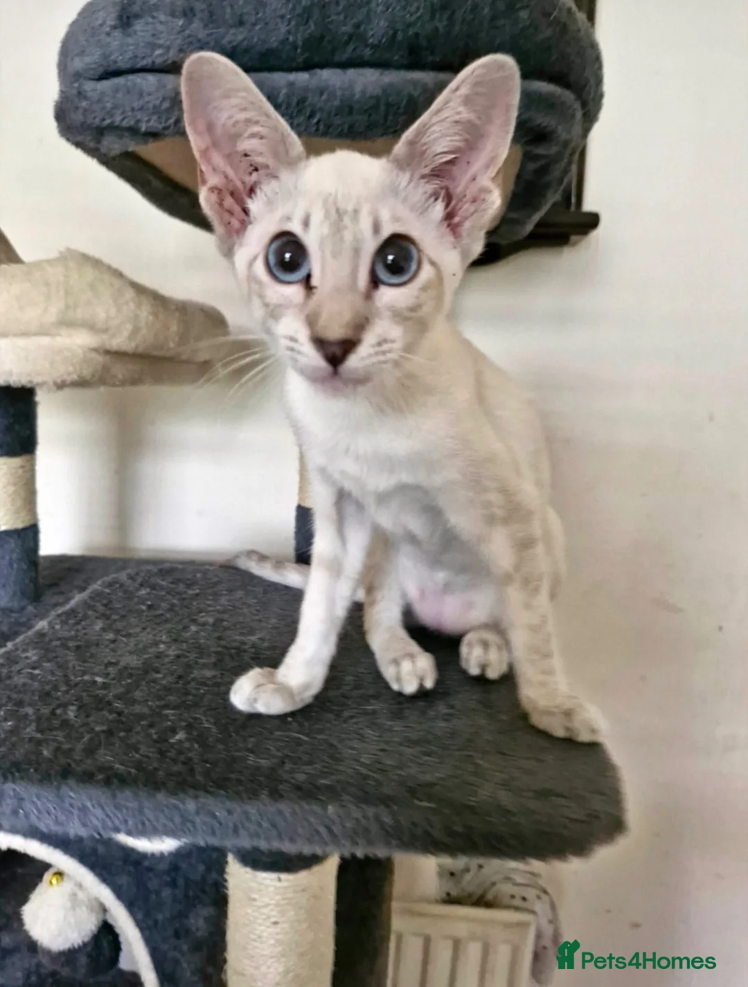 Siamese cats for sale: 2 beautiful lynx point Siamese kittens for sale in Manchester - Advert 1