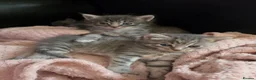 Mixed Breed cats for sale: British mix 5 kittens  in Doncaster - Advert 9