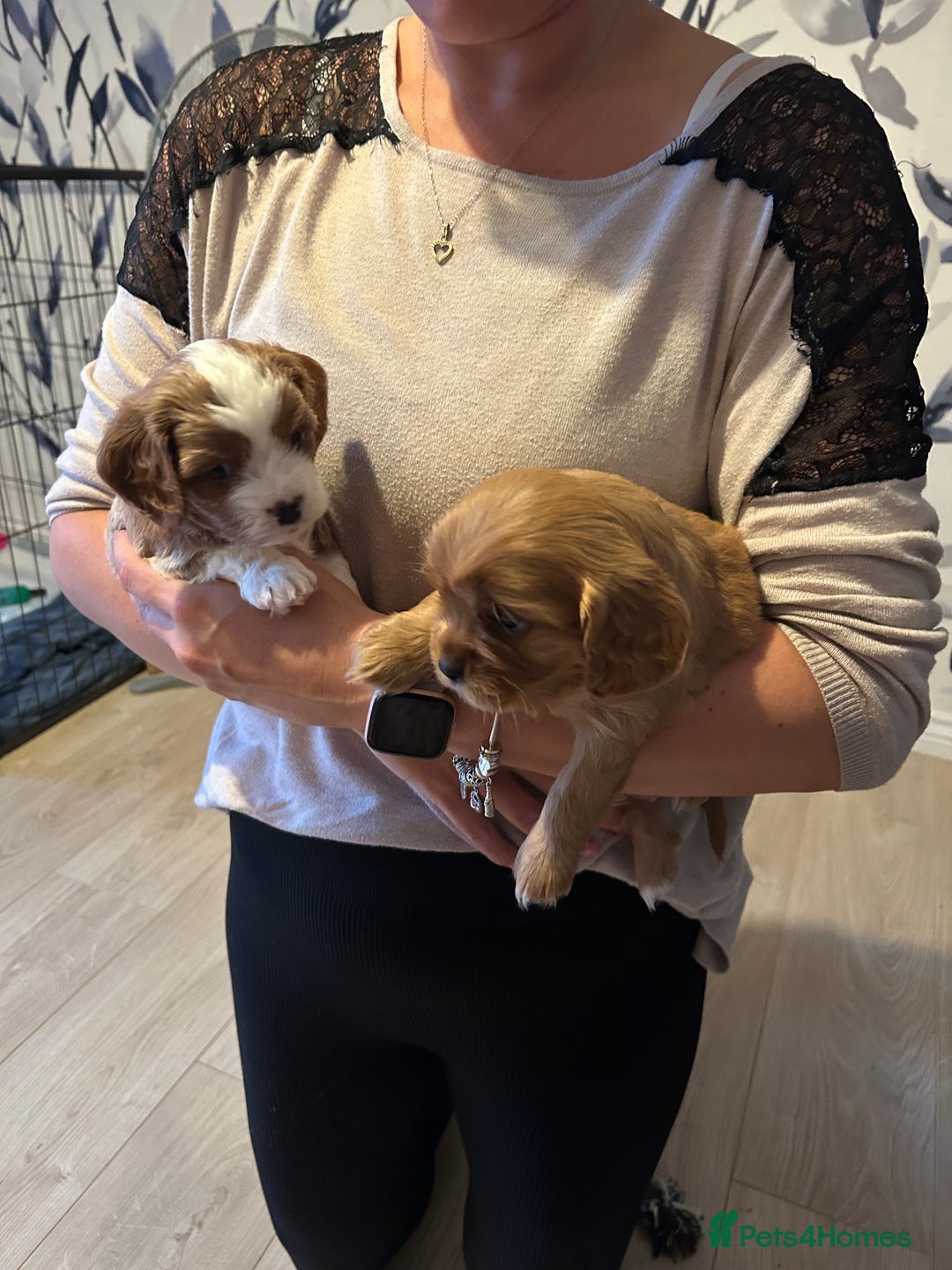 Cavapoo dogs for sale: Stunning Cavapoo puppies  - Image 19