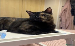 Mixed Breed cats for sale: Mixed, tortoise shell, ragdoll kittens - Advert 7