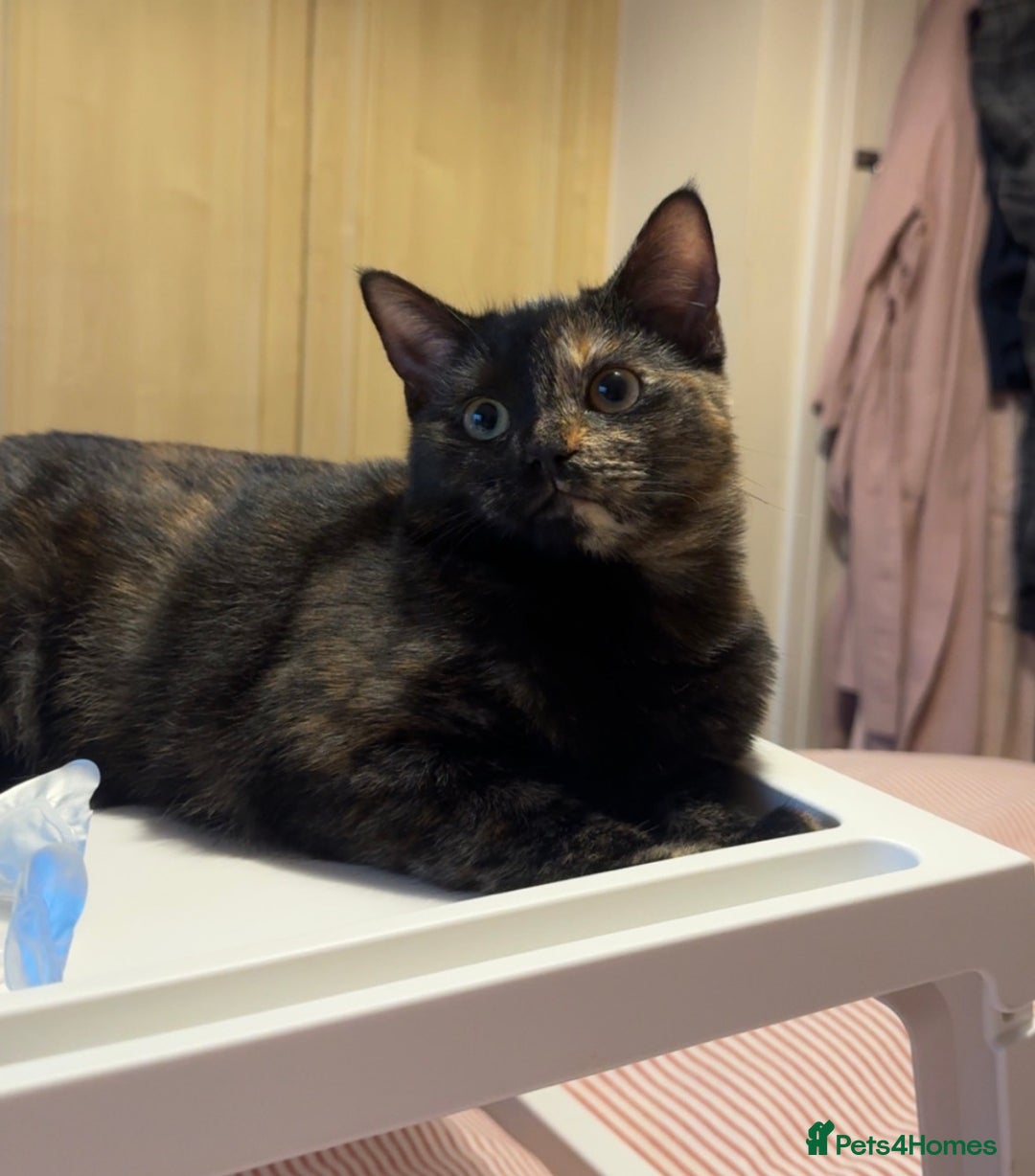 Mixed Breed cats for sale: Mixed, tortoise shell, ragdoll kittens - Advert 7