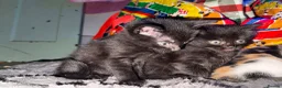 Mixed Breed cats for sale: Mix breed kittens - Advert 4