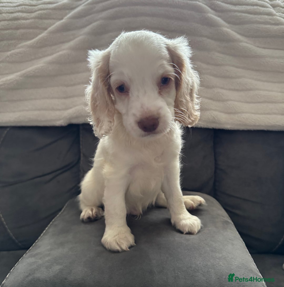 Cockapoo dogs for sale: Two male f3 cockapoos ready now  - Image 5