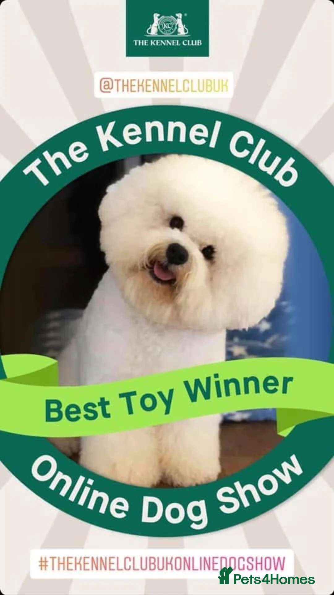 Bichon Frise dogs for stud: KC MULTI CHAMPION BICHON FRISE STUD DOG in Northampton - Advert 11