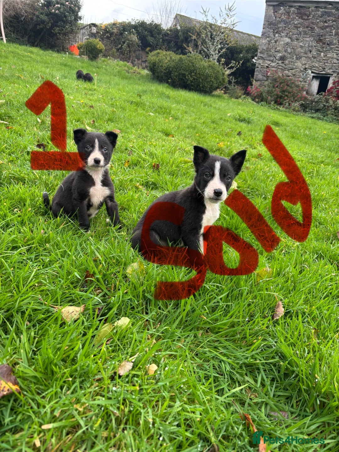 Border Collie dogs for sale: Border Collie puppies - Advert 7