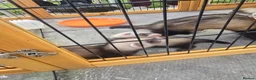 Ferret rodents for sale: Ferret kits - Advert 7