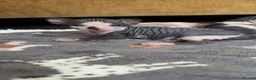 Sphynx cats for sale: 5 Beautiful Sphynx Babies  - Advert 3