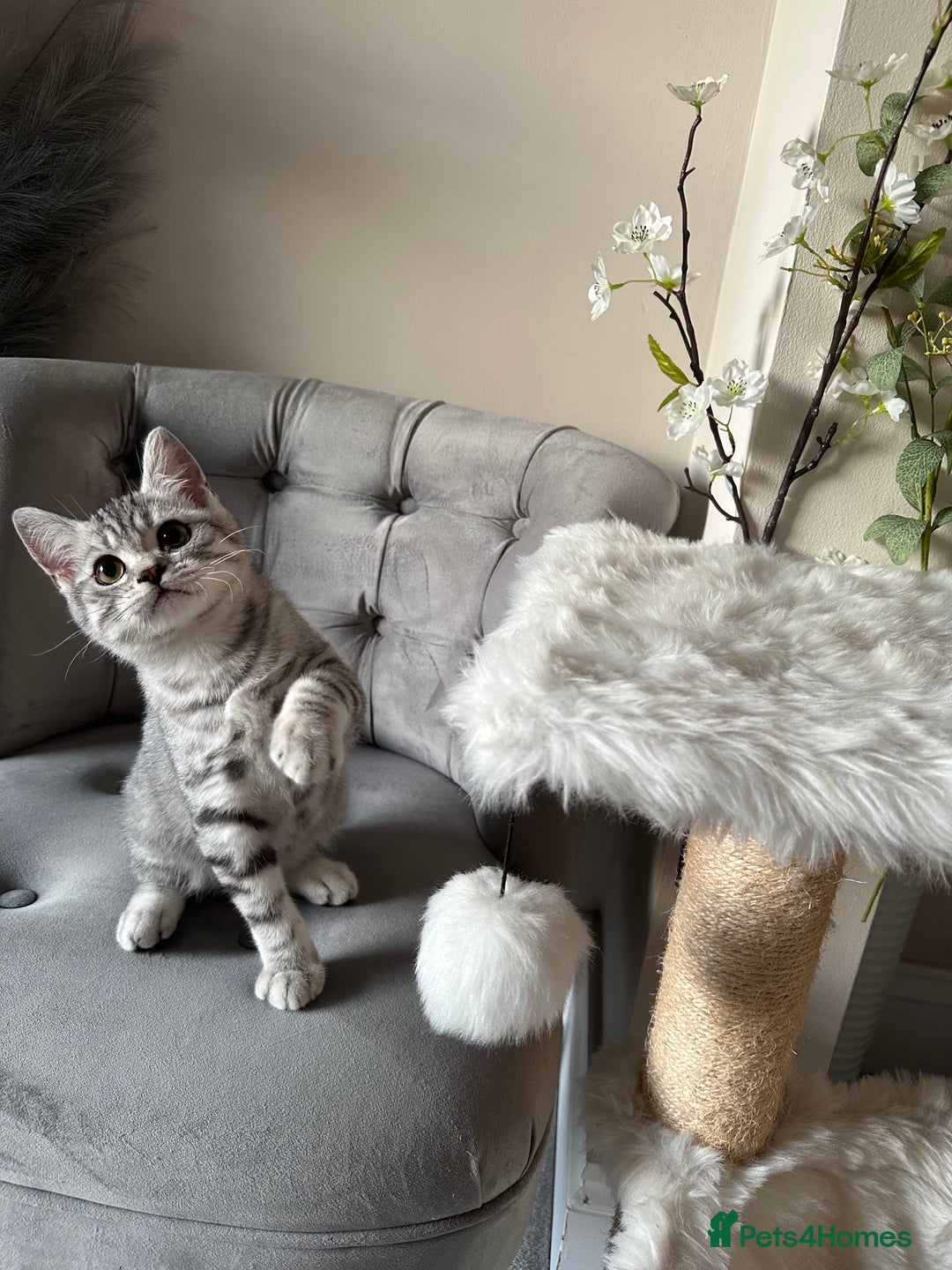 British Shorthair cats for sale: SILVER TABBIES - Registered & Full Pedigree - Image 37