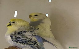 Mixed Breed birds for sale: Hand reared conures and avairy budgies  - Image 15