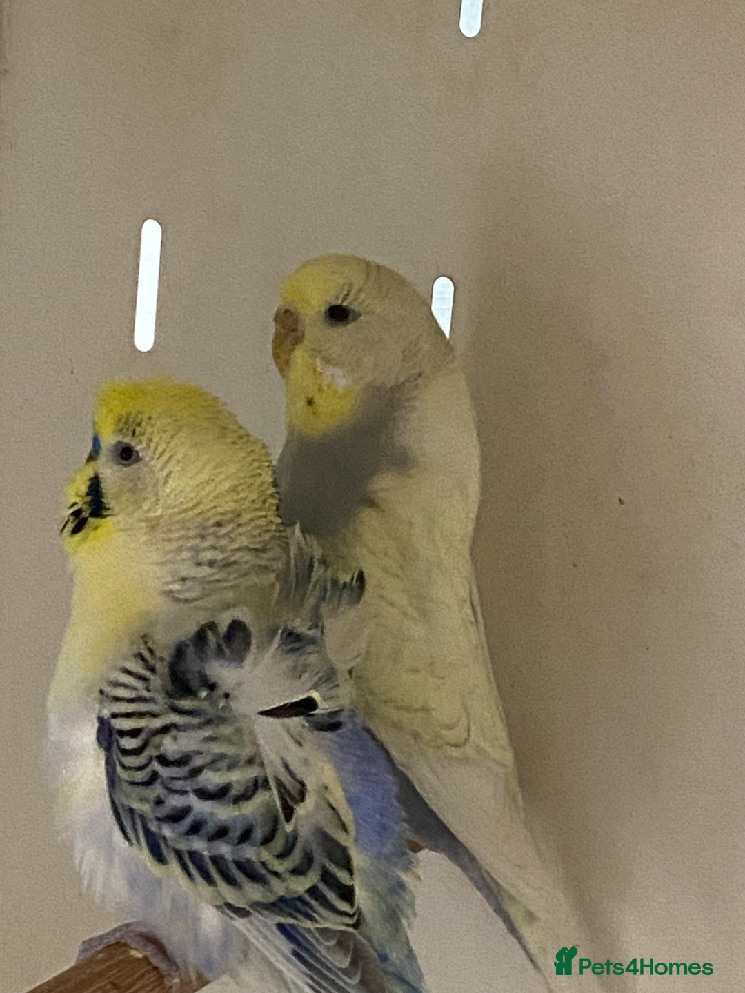 Mixed Breed birds for sale: Hand reared conures and avairy budgies  - Image 15