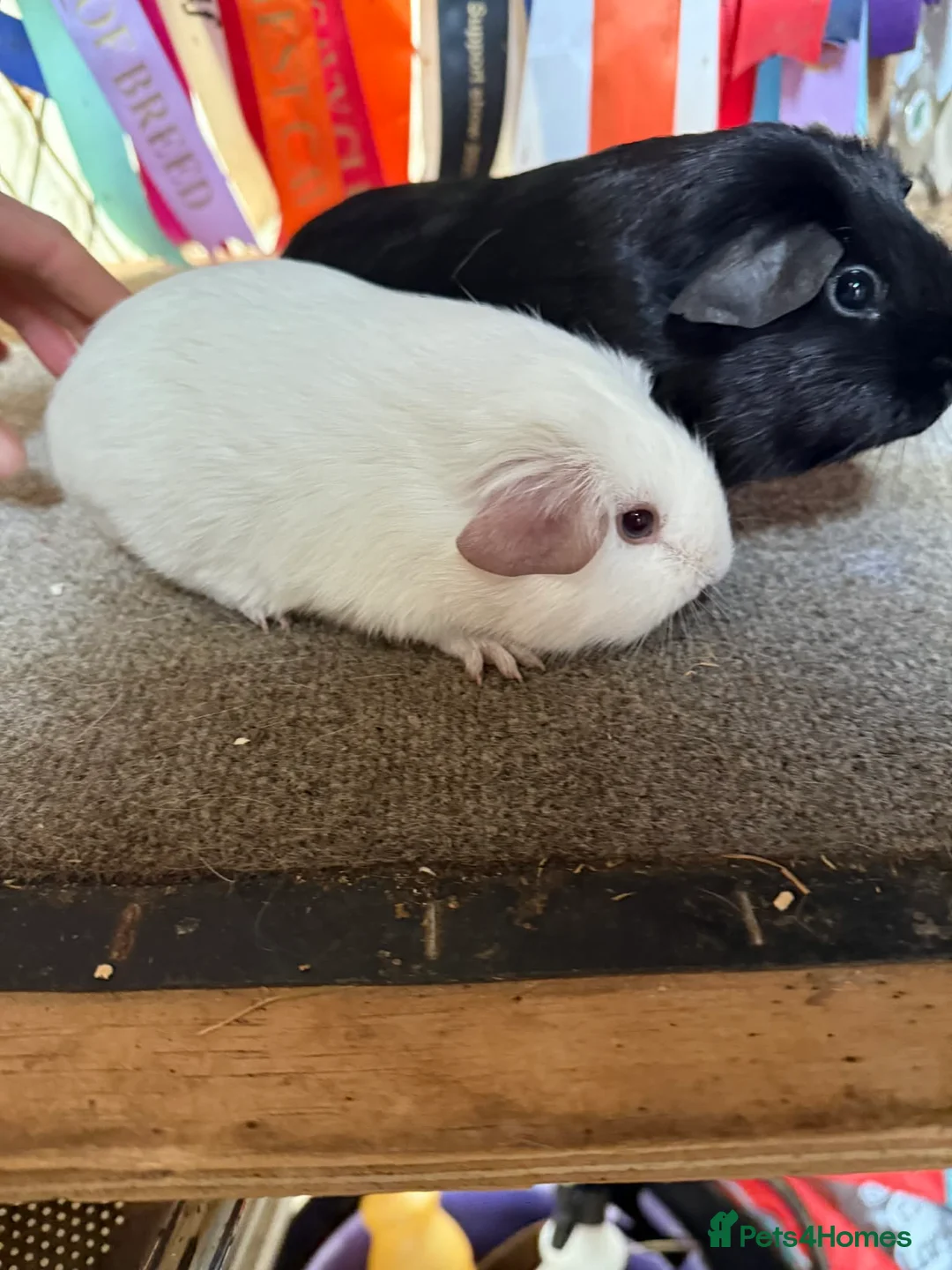 Guinea Pig rodents for sale: 2 x bonded baby boys  - Advert 9