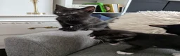 Domestic Shorthair cats for sale: Sweethearts ❤️ - Advert 6