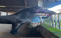Welsh Section D horses for sale: Section D beautiful Black Mare Magic - Image 3